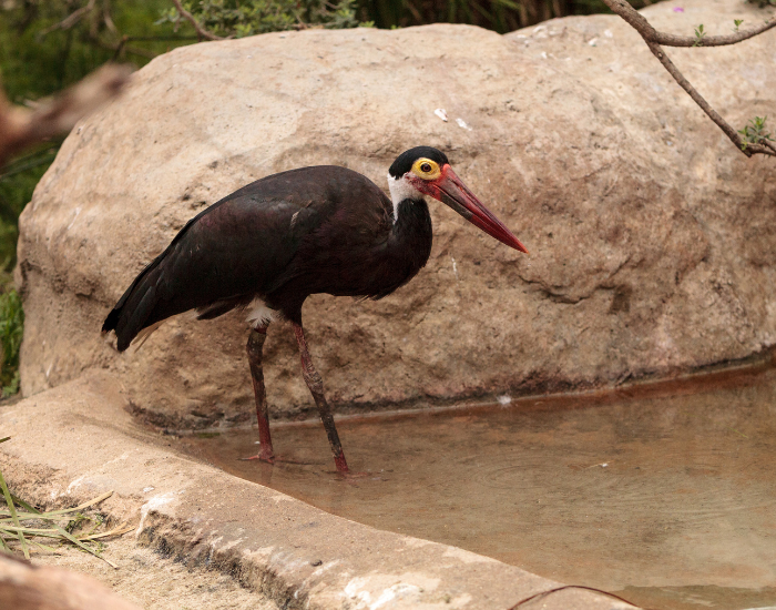 Storms-Stork-Ciconia-stormi.webp Storm’s Stork standing still