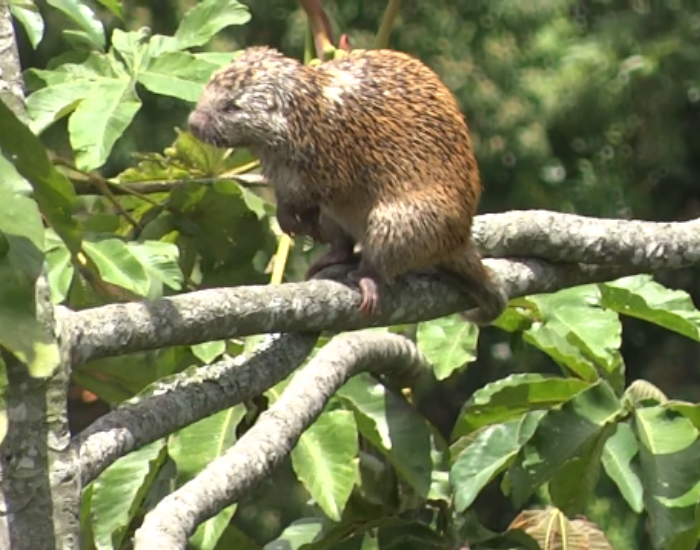 Stump-tailed-Porcupine-Echinoprocta-rufescens.webp Stump-tailed Porcupine (Echinoprocta rufescens) in the wild in a tree