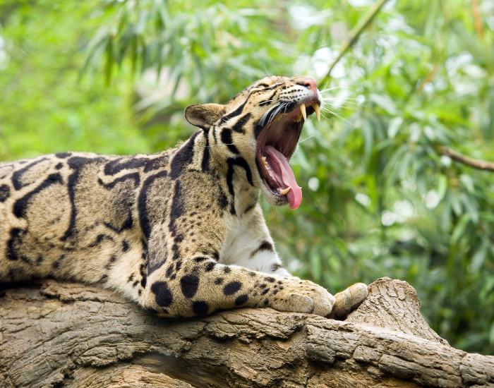 Sunda-Clouded-Leopard.webp Sunda Clouded Leopard in the wild yawning