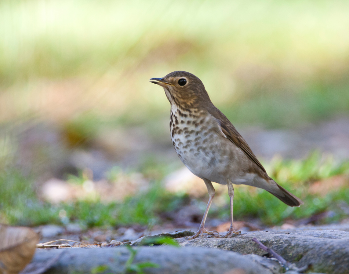 Swainsons-Thrush-Catharus-ustulatus.webp Swainson’s Thrush standing on ground