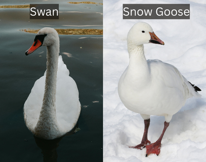 Swan-vs-snow-goose-comparison.webp Swan vs snow goose comparison photos
