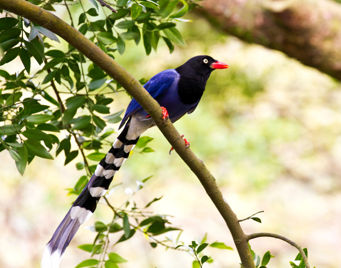 Taiwan-Blue-Magpie-Urocissa-caerulea-2.webp Taiwan Blue Magpie standing on a tree branch