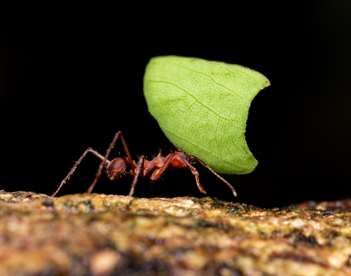 Leafcutter Ant carrying a leaf with black background