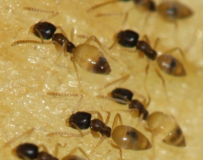 Ghost ants walking