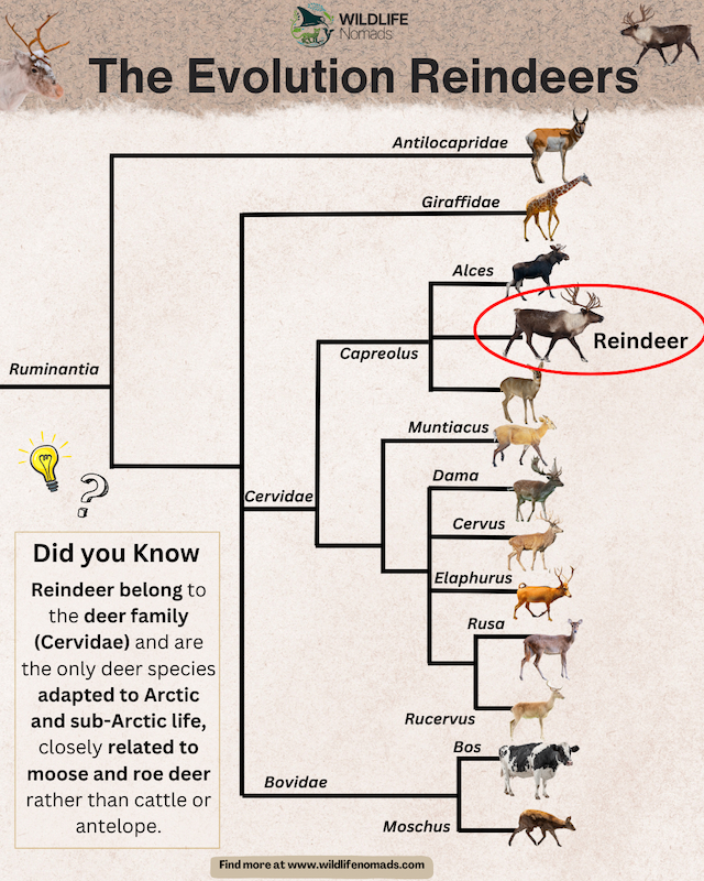 The-Evolution-Reindeers-and-caribous-by-wildlife-nomads.webp infographic showing The Evolution Reindeers