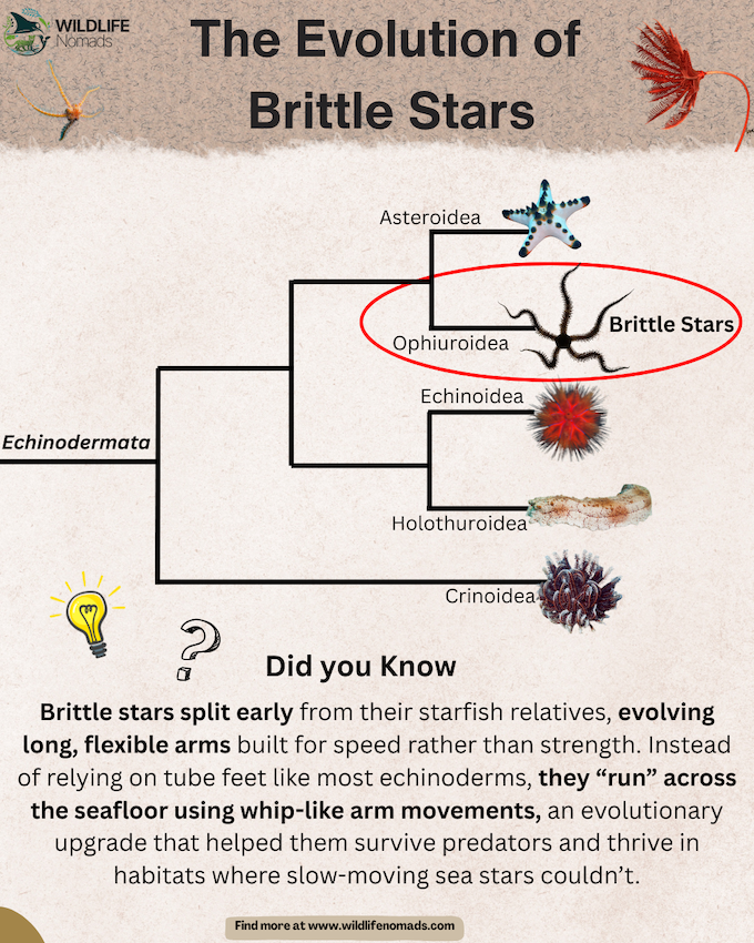 The-Evolution-of-Brittle-Stars-by-wildlife-nomads.webp The Evolution of Brittle Stars INFOGRAPHIC SHOWING RELATIONS WITH OTHER echinoderms