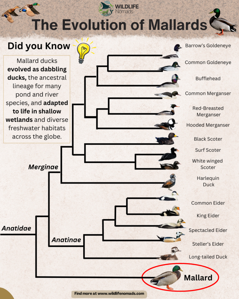 The Evolution of Mallards infographic showing relations