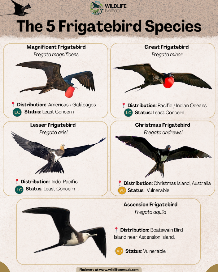 The-five-Types-of-frigatebirds-infographic-by-wildlife-nomads.webp The 5 Frigatebird Species infographic showing the 5
