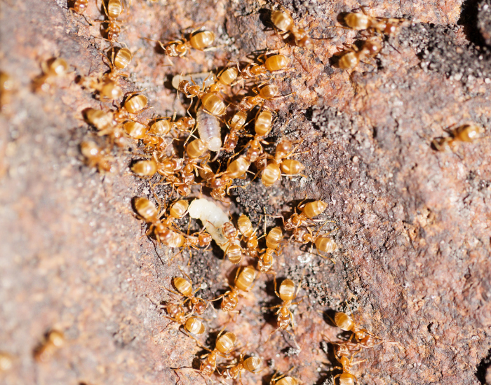 Thief Ants close up with larva