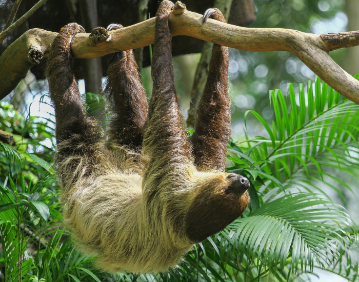 Three-Toed-Sloth.webp Three Toed Sloth