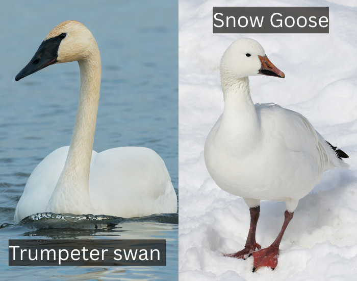 Trumpeter-swan-vs-snow-goose-comparison.webp Trumpeter swan vs snow goose comparison
