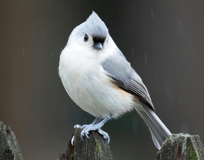 Tufted-Titmouse.webp close up of a Tufted Titmouse