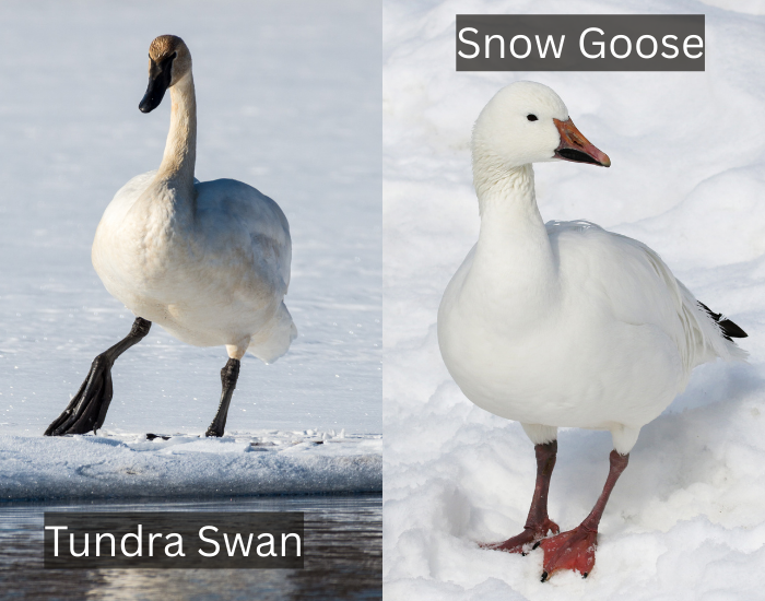 Tundra-Swan-vs-snow-goose-comparison.webp Tundra Swan vs snow goose comparison photos
