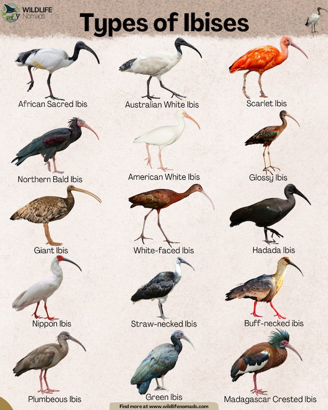 infographic showing  15 and species types of ibises