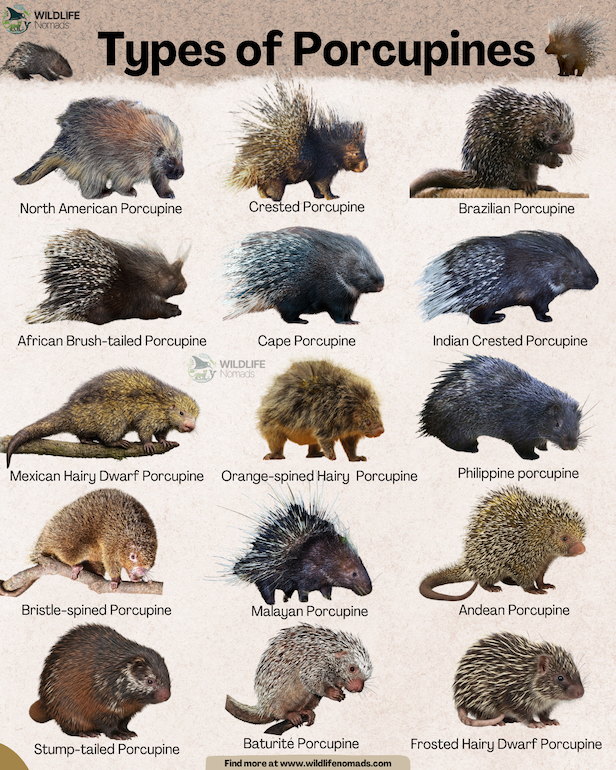 Types-of-Porcupines-infographic-by-wildlife-nomads.webp Types of Porcupines infographic
