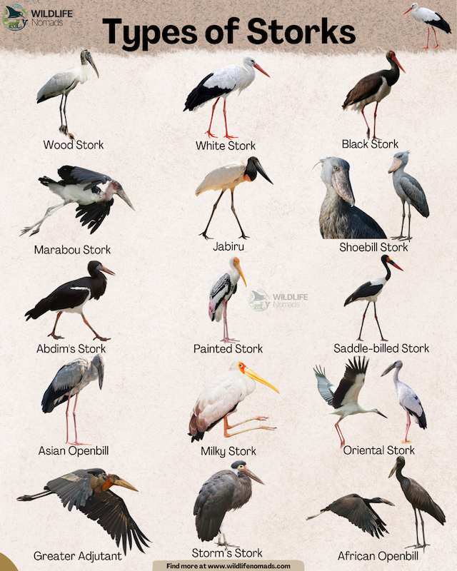 Types-of-Storks-infographic-by-wildlife-nomads.webp Types of Storks infographic