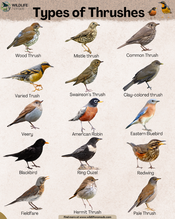 Types-of-Thrushes-infographic-by-wildlife-nomads.webp Types of Thrushes infographic showing 15 types