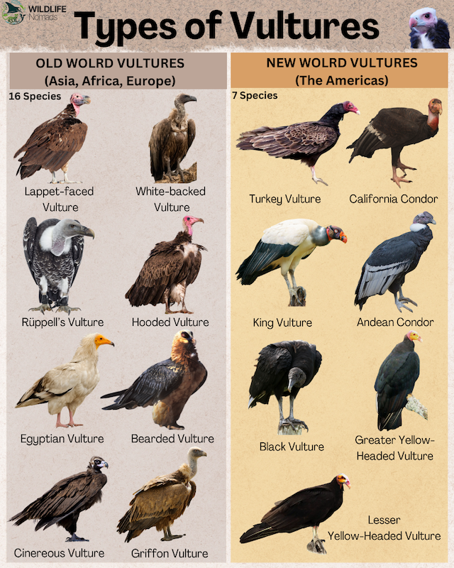 Types of Vultures infographic