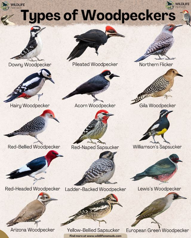 Types-of-Woodpeckers-infographic-by-wildlife-nomads.webp Types of Woodpeckers infographic by wildlife nomads