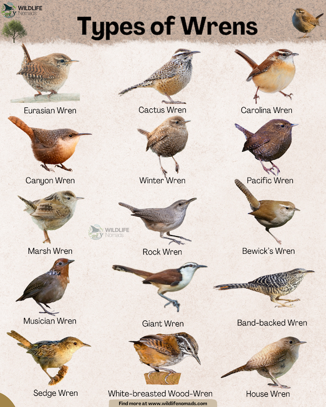 Types-of-wrens-birds-infographic-by-wildlife-nomads.webp Types of wrens birds infographic by wildlife nomads