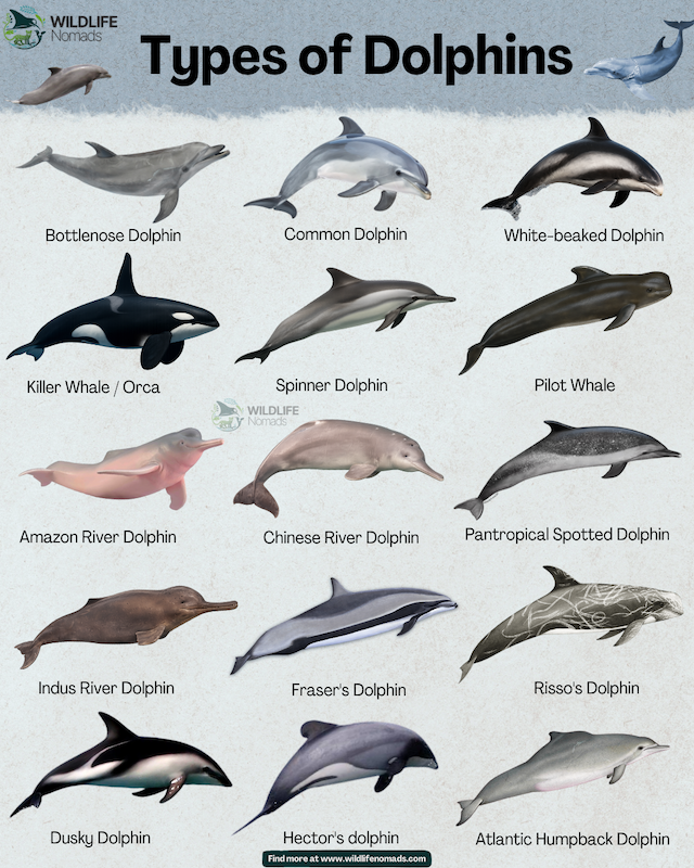 Types-species-of-Dolphins-breeds-infographic-by-wildlife-nomads.webp Types of Dolphins infographic showing 15 types