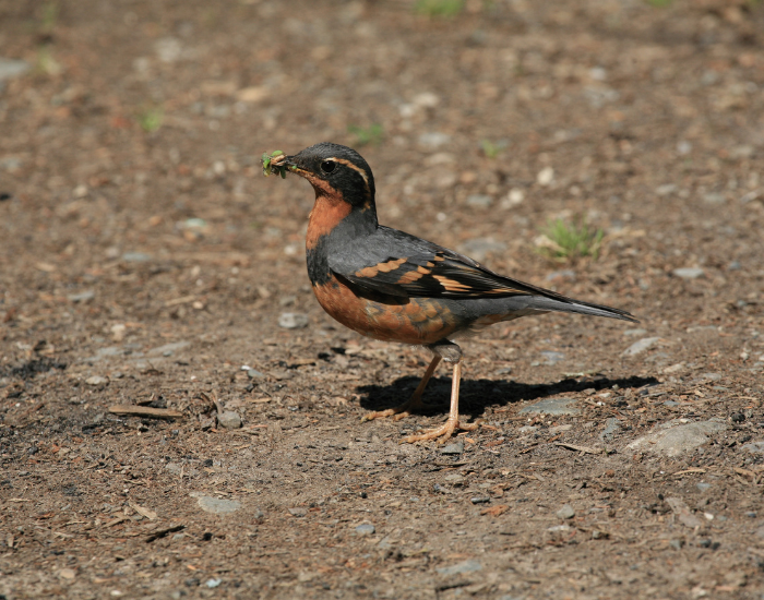Varied-Thrush-Ixoreus-naevius.webp Varied Thrush in the wild standing on bare ground