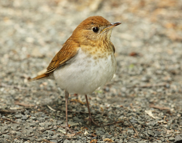 Veery-Catharus-fuscescens.webp Veery standing on bare ground