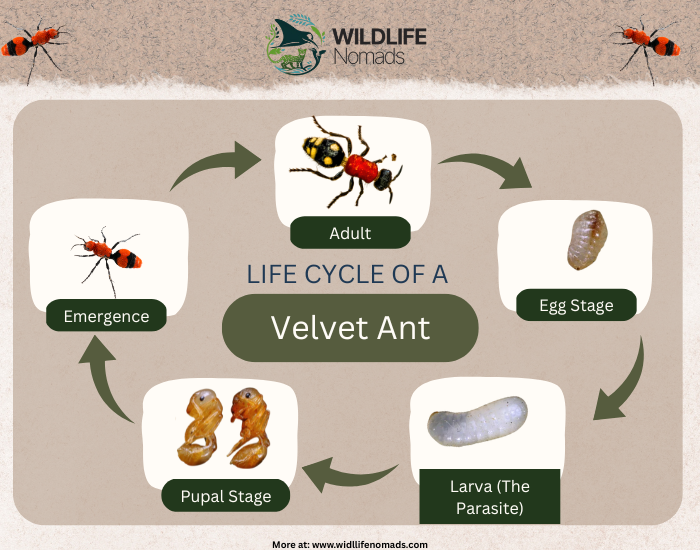Velvet-ant-life-cycle-infographic.webp Velvet ant life cycle infographic