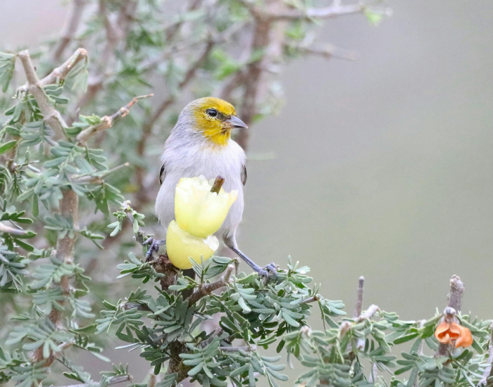 Verdin-Auriparus-flaviceps.webp Verdin standing in the wild