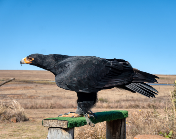 Verreauxs-Eagle-Aquila-verreauxii.webp Verreaux’s Eagle standing on a wooden fence