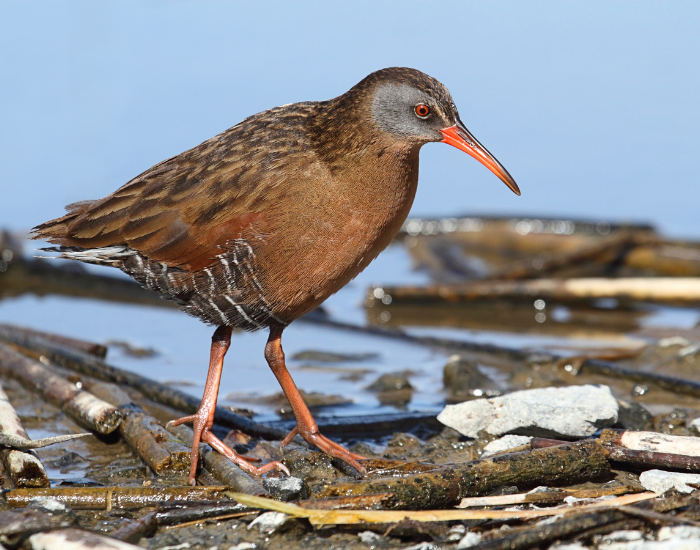 Virginia-Rail-Rallus-limicola.webp Virginia Rail walking on a wetland