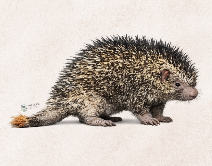 Vosss-Porcupine-Coendou-vossi.webp Voss’s Porcupine (Coendou vossi) illustration