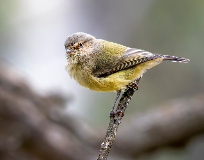 Weebill-Smicrornis-brevirostris.webp Weebill small bird in its natural habitat