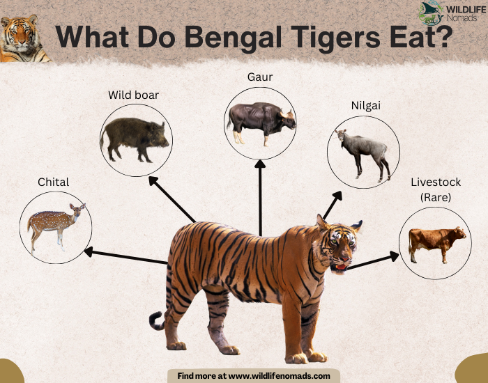 What-Do-Bengal-Tigers-Eat-diet.webp infographic showing What Do Bengal Tigers Eat?
