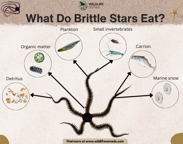 What-Do-Brittle-Stars-Eat.webp What Do Brittle Stars Eat? infographic