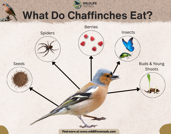 What-Do-Chaffinches-Eat-Diet.webp infographic showing the diet of chaffinches, like seeds, insects and spiders