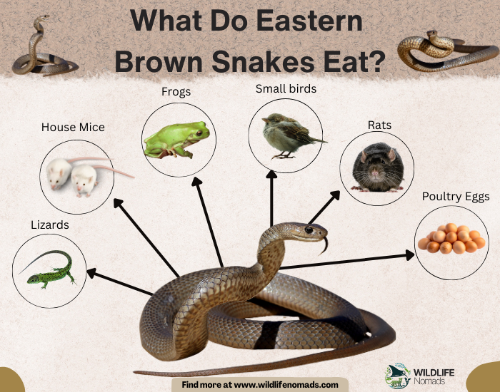 What-Do-Eastern-Brown-Snakes-Eat.webp What Do Eastern Brown Snakes Eat? infographic