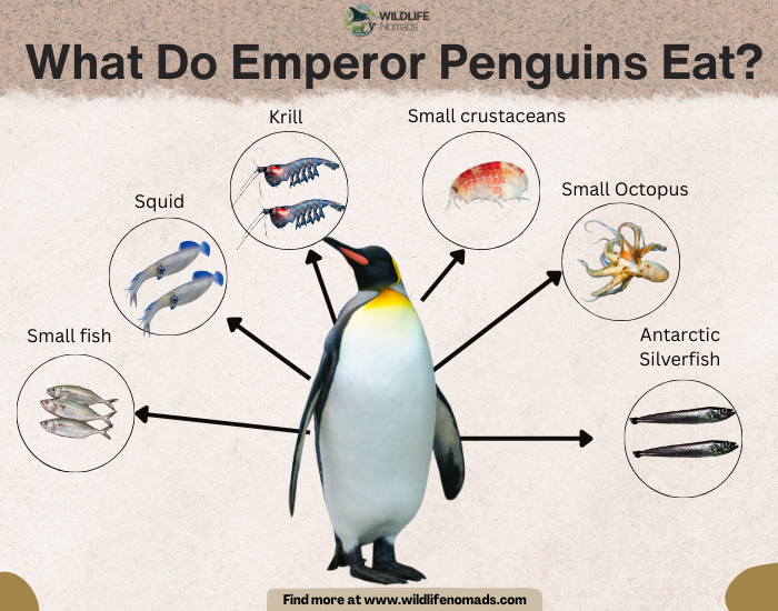 What-Do-Emperor-Penguins-Eat.webp What Do Emperor Penguins Eat? infograohic