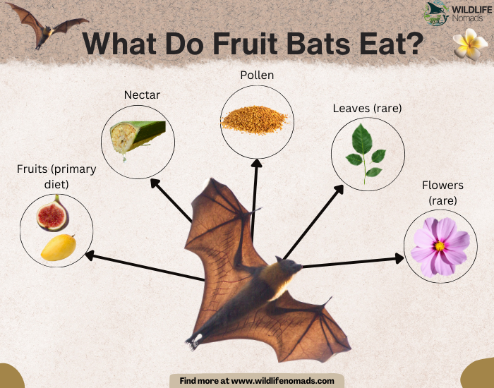 What-Do-Fruit-Bats-Eat-diet.webp fruit bat infographic showing their diet