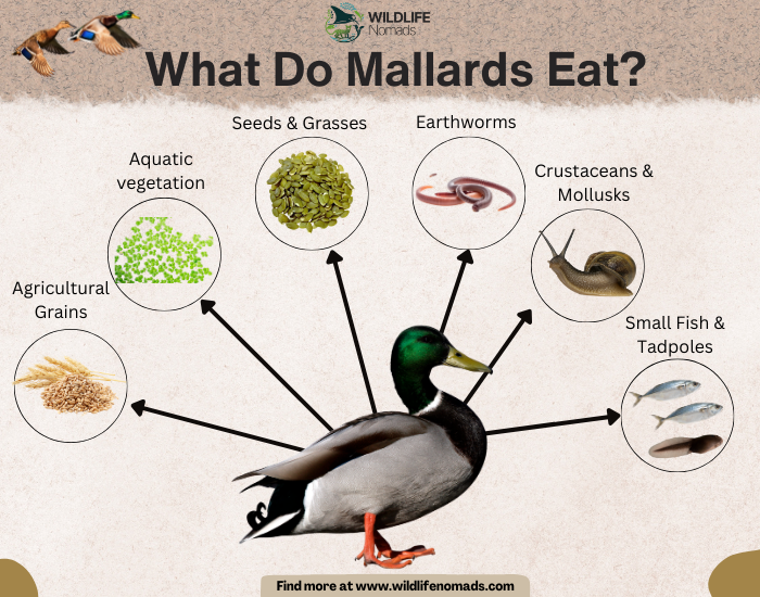 What-Do-Mallards-Eat.webp infographic showing a mallard duck and its main diet
