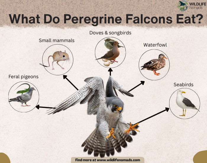 What-Do-Peregrine-Falcons-Eat-diet.webp infographic showing a peregrine falcon and 5 of the miain food sources, including 4 types of birds