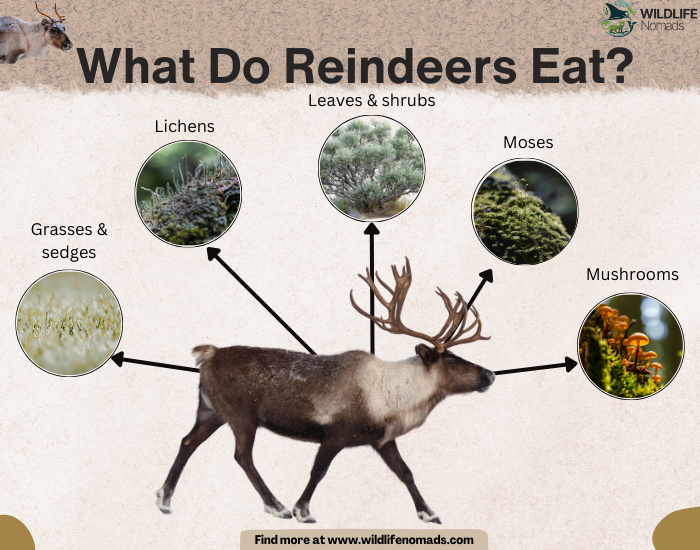 What-Do-Reindeers-Eat-Caribou-diet-by-wildlife-nomads.webp infographic showing the main diet of reindeers