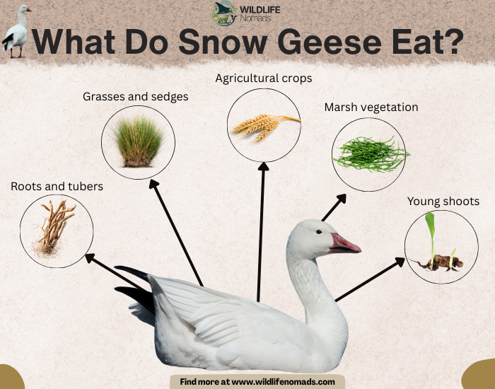 What-Do-Snow-Geese-Eat-diet.webp What Do Snow Geese Eat? infographic