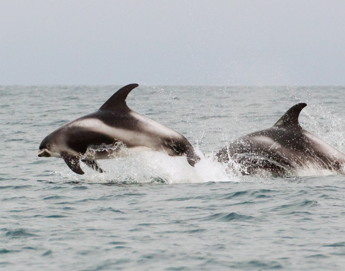 White-Beaked-Dolphin-Lagenorhynchus-albirostris.webp two White-Beaked Dolphins jumping in the ocean's surface