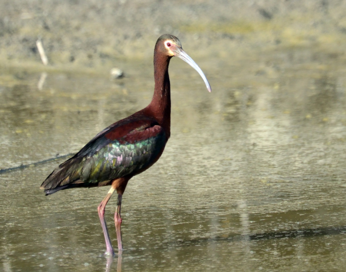 White-Faced Ibis in a wetland