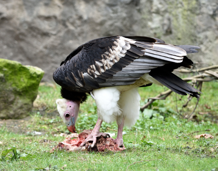 White-Headed Vulture eating carrion in the wild