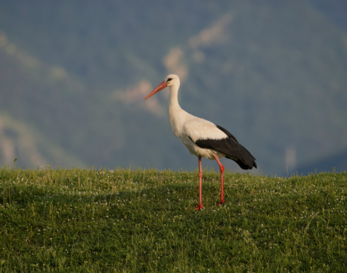 White-Stork-Ciconia-ciconia.webp White Stork standing on a wetland