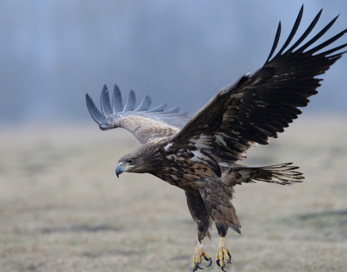a White-tailed Eagle flying