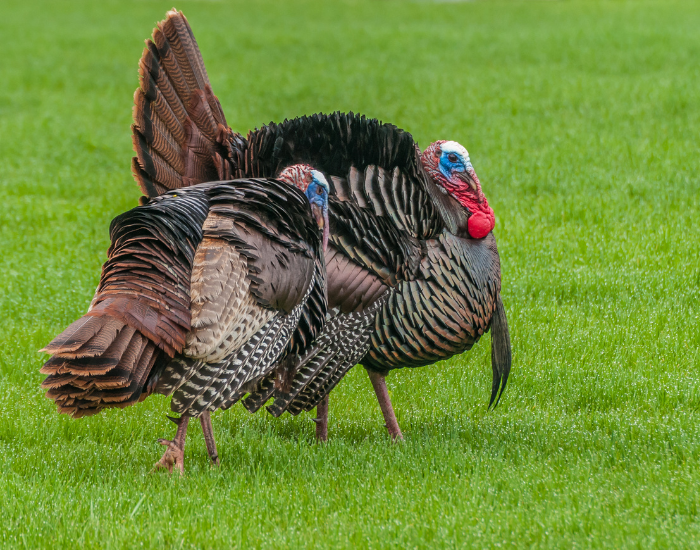 Wild-Turkey-Meleagris-gallopavo.webp couple of Wild Turkeys on grass