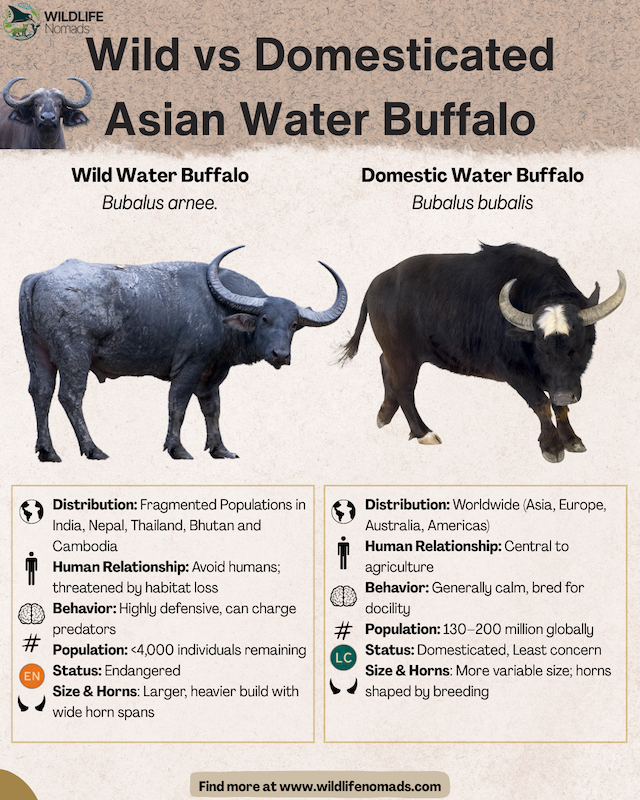 Wild-vs-Domesticated-Asian-Water-Buffalo-infographic-by-wildlife-nomads.webp infographic showing a comparison of Wild vs DomesticatedAsian Water Buffalo